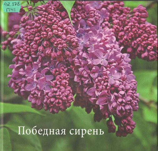 Победная сирень